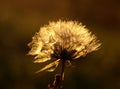 Feathery seed head of the Creeping Thistle Royalty Free Stock Photo