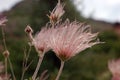 Feathery Seeds of Apache Plume