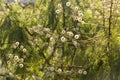 Feathery shrub in Oaxaca Mexico