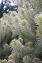 Feathery soft Flannel Bush Phylica plumosa Royalty Free Stock Photo