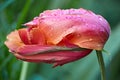 Feathery tulip under summer rain.