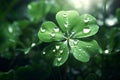 Feature a closeup of a dewcovered clover leaf Royalty Free Stock Photo