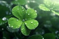 Feature a closeup of a dewcovered clover leaf Royalty Free Stock Photo