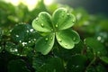 Feature a closeup of a dewcovered clover leaf Royalty Free Stock Photo