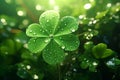 Feature a closeup of a dewkissed shamrock Royalty Free Stock Photo