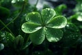 Feature a closeup of a dewkissed shamrock Royalty Free Stock Photo