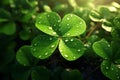 Feature a closeup of a dewkissed shamrock Royalty Free Stock Photo