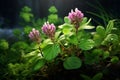 Feature a composition of various clover species