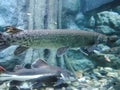 Alligator gar 1, Atractosteus spatula 1