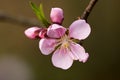 Feature of peach blossom
