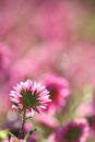 Feature of Pink daisy