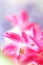 Feature of pink hyacinth