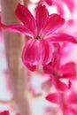 feature of pink hyacinth