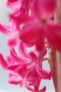 Feature of pink hyacinth