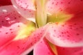 Feature of pink lily