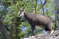 Featured chamois (Rupicapra rupicapra) Royalty Free Stock Photo