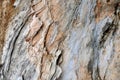 Featured texture of Banian tree trunk surface Royalty Free Stock Photo