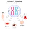 Features of inheritance. chromosome theory of inheritance Royalty Free Stock Photo