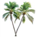 Two Lush Green Palm Trees with Transparent Background for Tropical Designs Royalty Free Stock Photo