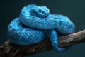 Featuring a  blue snake curled up on a branch with dark background Royalty Free Stock Photo