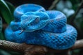 Featuring a  blue snake curled up on a branch with dark background Royalty Free Stock Photo