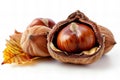Featuring a ch? description a chestnut fruit with shell and leaf isolated on white background, detailed photo Royalty Free Stock Photo