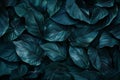 Featuring close up of dark teal leaf texture background, copy space concept, ing. closeup view. minimal abstract banner with Royalty Free Stock Photo