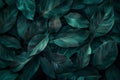 Featuring close up of dark teal leaf texture background, copy space concept, ing. closeup view. minimal abstract banner with Royalty Free Stock Photo