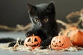 Cute Black Kitten in Witch Costume with Broom - Realistic Halloween Image for Advertising Royalty Free Stock Photo