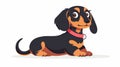 Featuring a cute Dachshund puppy. Funny sausage dog, companion dog. Lovely sweet, nice canine, pet with collar. Flat