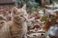 Featuring a cute little kitten looking at its owner, high quality, high resolution Royalty Free Stock Photo