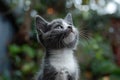 Featuring a grey and white kitten looking up, high quality, high resolution Royalty Free Stock Photo