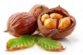 Featuring a isolated on white background, chestnut fruit with green leaves and shell open showing seed inside. Royalty Free Stock Photo