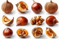 Featuring a maltes chestnuts in different poses and angles, with a white background Royalty Free Stock Photo