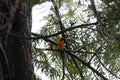 California Wildlife Series - Hooded Oriole Perched in Silky Oak Tree - Icterus cucullatus