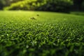 Featuring a  top view of the grass texture on an outdoor golf course, captured from above with high resolution and detail. th Royalty Free Stock Photo