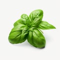 Vibrant Basil Duo: Exploring the Essence of Fresh Herbs