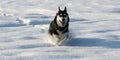 Siberian Husky running fast over the snow