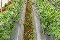 22, Feb. 2017 Dalat- Tomato plants in green house, fresh tomatos, row of tomato Royalty Free Stock Photo