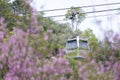 Ngong Ping 360 cable car on Tung Chung ,Lantau Island, Hong Kong. Cable car just pass the Cherry Blossom Garden.