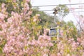 Ngong Ping 360 cable car on Tung Chung ,Lantau Island, Hong Kong. Cable car just pass the Cherry Blossom Garden.