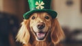 Golden Retriever Wearing a Leprechaun Hat for St. Patrick\'s Day Royalty Free Stock Photo