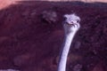 Feb 13, 2022, Rabat, Morocco: African Common Ostrich Head Shot