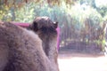 Feb 13, 2022, Rabat, Morocco: Cose up back view of camel at zoo park