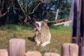 Feb 13, 2022, Rabat, Morocco: Male lion yawning in zoo park
