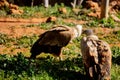 Feb 13, 2022, Rabat, Morocco: rear view of hawks at zoo park