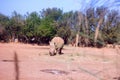 Feb 13, 2022, Rabat, Morocco: Rhino Standing In Zoo Park