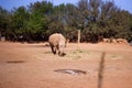 Feb 13, 2022, Rabat, Morocco: Rhinoceros in a natural park