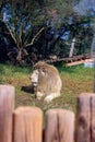 Feb 13, 2022, Rabat, Morocco: Sick Lion laying on a Rock Sleeping Royalty Free Stock Photo