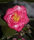 Feb.Rainy Day Camelia Bloom